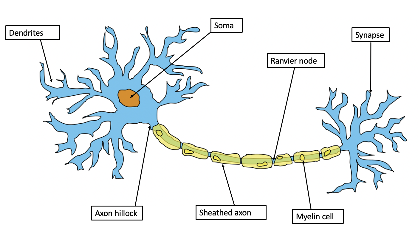 Example of a neuron